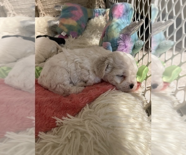 Medium Photo #1 Maltipoo-Zuchon  Puppy For Sale in GLENDALE, AZ, USA