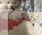 Small Photo #1 Maltipoo-Zuchon  Puppy For Sale in GLENDALE, AZ, USA