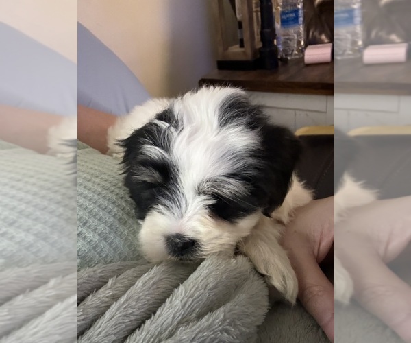 Medium Photo #2 Mal-Shi Puppy For Sale in DINWIDDIE, VA, USA