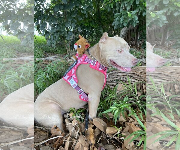 Medium Photo #4 American Pit Bull Terrier Puppy For Sale in Davie, FL, USA