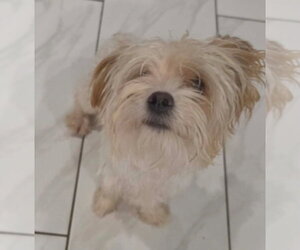 Myla - Female Maltese-Unknown Mix Dog for Adoption - Photo #2
