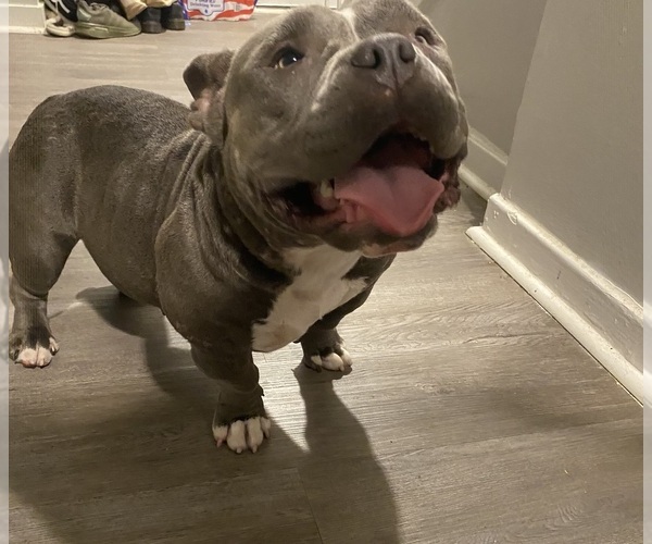 Medium Photo #1 American Bully Puppy For Sale in INDIANAPOLIS, IN, USA