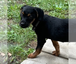 Scorkie Puppy for sale in TEMPLE, PA, USA