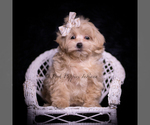 Small Photo #107 Maltipoo (Miniature) Puppy For Sale in WARSAW, IN, USA