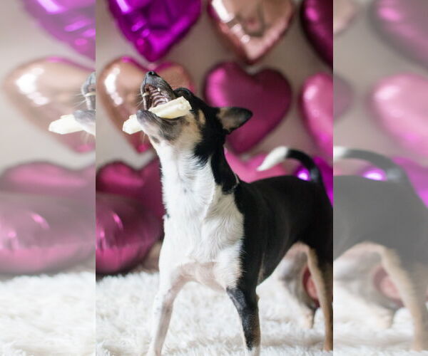 Medium Photo #9 Rat-Cha Puppy For Sale in San Francisco, CA, USA