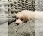 Puppy 2 Goldendoodle-Great Pyrenees Mix