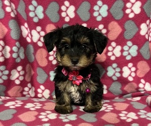 YorkiePoo Puppy for sale in JEFFERSONVILLE, IN, USA