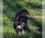 Small #1 Chihuahua