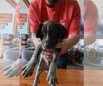 Small Photo #17 German Shorthaired Pointer Puppy For Sale in BEULAVILLE, NC, USA