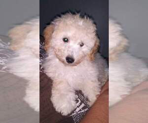 Poodle (Miniature) Puppy for sale in SALEM, MA, USA