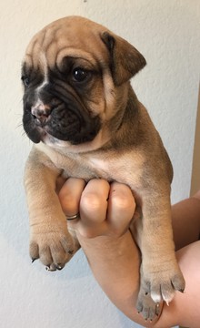 Medium Photo #1 Olde English Bulldogge Puppy For Sale in BUDA, TX, USA