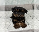 Small #2 YorkiePoo