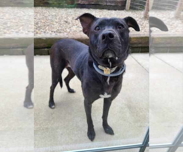 Medium Photo #6 Labrador Retriever-Unknown Mix Puppy For Sale in Woodsfield, OH, USA