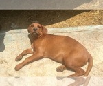 Small Photo #15 America Bandogge Mastiff-Mastiff Mix Puppy For Sale in FORT GARLAND, CO, USA