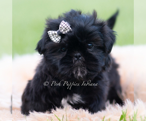 Medium Shih Tzu