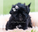 Puppy 1 Shih Tzu