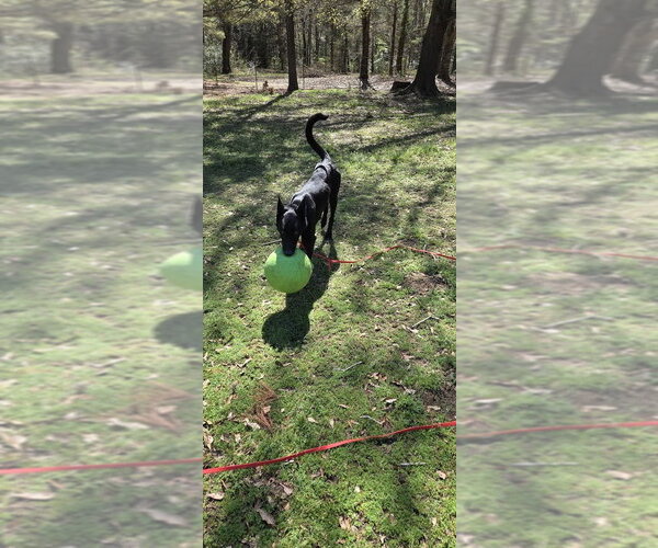 Medium Photo #7 Mutt Puppy For Sale in Imlay City, MI, USA