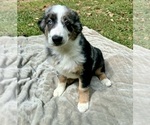 Puppy Boy Two Australian Shepherd