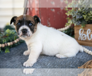 Jack Russell Terrier Litter for sale in ETNA GREEN, IN, USA