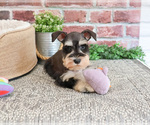 Small Schnauzer (Miniature)