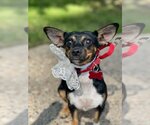 Small Photo #10 Miniature Pinscher-Unknown Mix Puppy For Sale in Bellmawr, NJ, USA