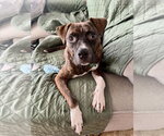 Small Photo #18 Boxer-Unknown Mix Puppy For Sale in Springdale, PA, USA