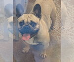 Small #1 French Bulldog