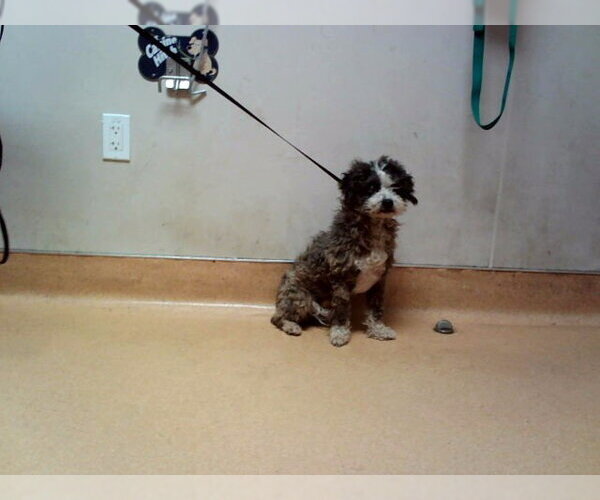Medium Photo #1 Mutt Puppy For Sale in Martinez, CA, USA