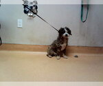 Small Mutt