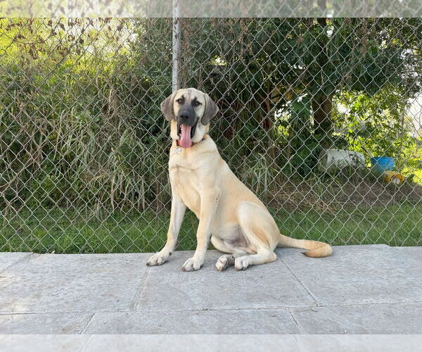 Medium Photo #8 Anatolian Shepherd-Rhodesian Ridgeback Mix Puppy For Sale in Higley, AZ, USA