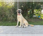 Small #7 Anatolian Shepherd-Rhodesian Ridgeback Mix