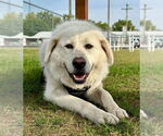 Small #2 Great Pyrenees Mix