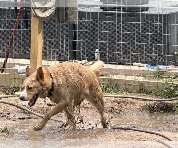 Medium Photo #12 Mutt Puppy For Sale in The Woodlands, TX, USA
