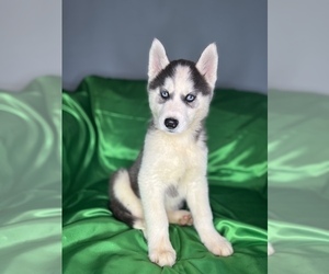 Siberian Husky Puppy for Sale in DETROIT, Michigan USA
