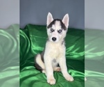 Small Siberian Husky