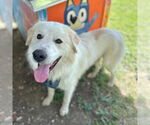 Small #2 Great Pyrenees Mix