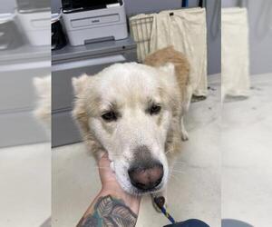 Gerberian Shepsky Dogs for adoption in Santa Cruz, CA, USA