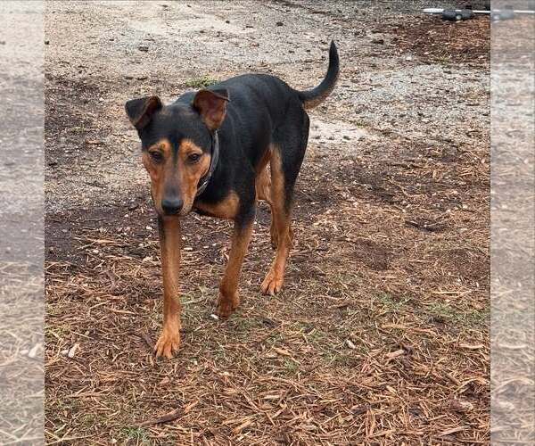 Medium Photo #20 Doberman Pinscher-Unknown Mix Puppy For Sale in Houston, TX, USA
