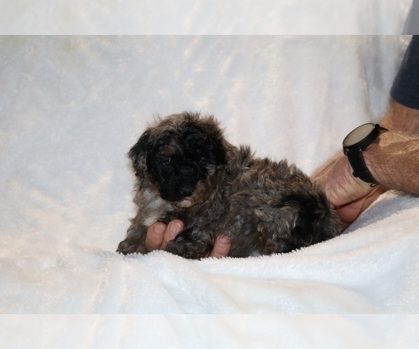 Medium Photo #8 ShihPoo Puppy For Sale in DYERSBURG, TN, USA