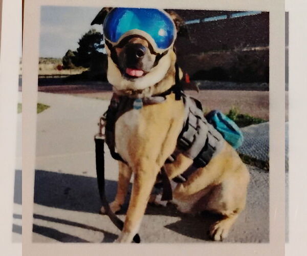 Medium Photo #2 German Shepherd Dog-Unknown Mix Puppy For Sale in Fort Collins, CO, USA