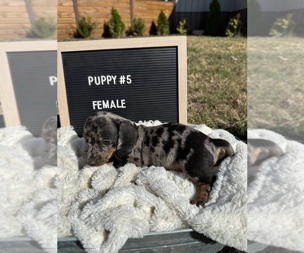 Medium Photo #5 Dachshund Puppy For Sale in CONCORDIA, MO, USA