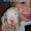 Small Photo #166 Dogo Argentino Puppy For Sale in JANE, MO, USA