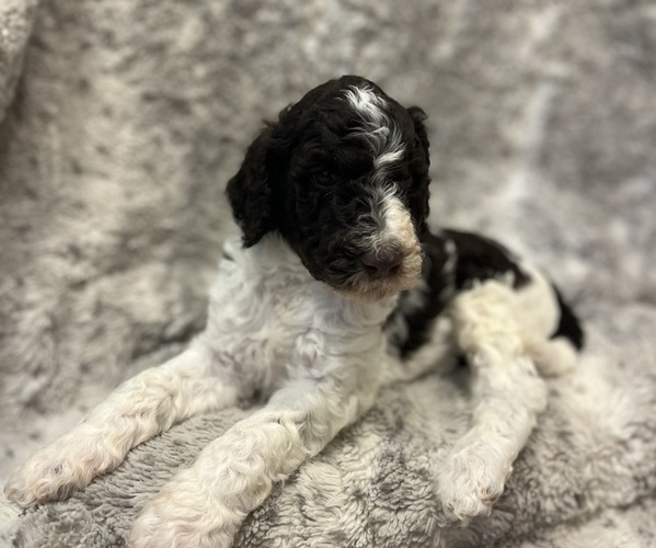Medium Photo #1 Double Doodle Puppy For Sale in ANDERSON, SC, USA