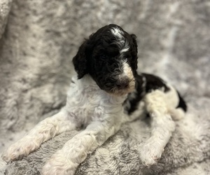 Double Doodle Puppy for sale in ANDERSON, SC, USA
