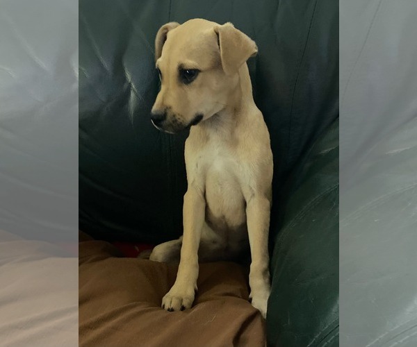 Medium Photo #1 Mutt Puppy For Sale in Calhoun, GA, USA