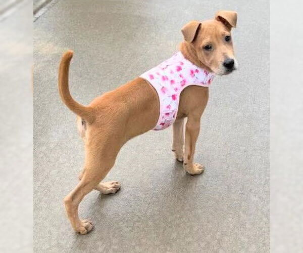 Medium Photo #10 Labrador Retriever-Unknown Mix Puppy For Sale in Holly Springs, NC, USA