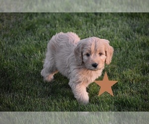 Goldendoodle Puppy for Sale in BURLEY, Idaho USA