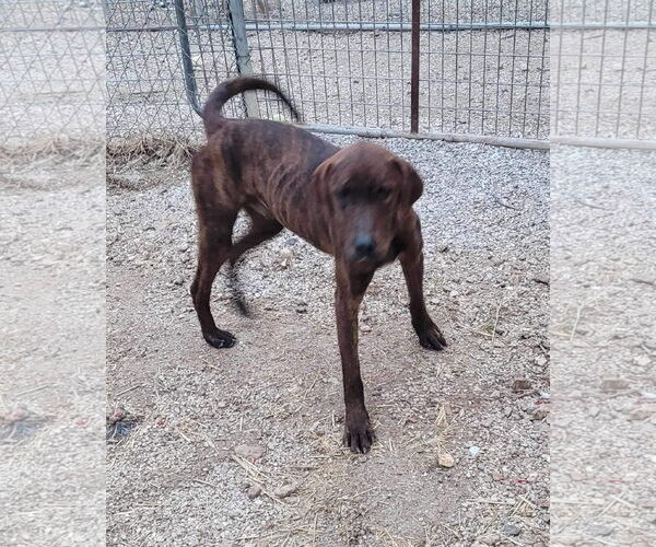 Medium Photo #15 German Shorthaired Pointer-Treeing Walker Coonhound Mix Puppy For Sale in Stover, MO, USA