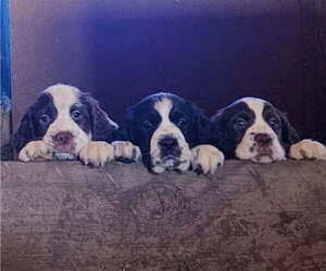 English Springer Spaniel Puppy for sale in CENTRAL POINT, OR, USA