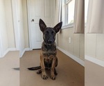 Small #1 Belgian Malinois